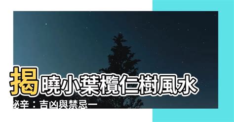 小葉欖仁樹風水